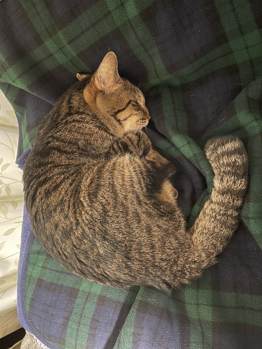 Natrium6's tweet photo. 美味しいもの食べて大満足の猫 https://t.co/CQdQrJvhOx