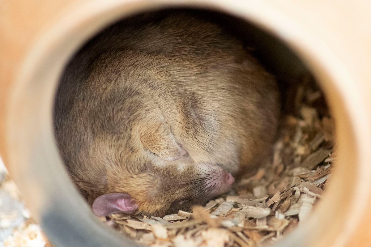 herorats's tweet photo. Sundays are for sleeping...
Even our rats rest on the weekend. What do they enjoy the most? Rolling up into a ball and sleeping inside their cosy clay pots. Wishing you all a restful Sunday ✨
#nocturnal #dayofrest #herorats #lazymorning #sundayvibes #gobacktosleep https://t.co/cCpjbHsuR5