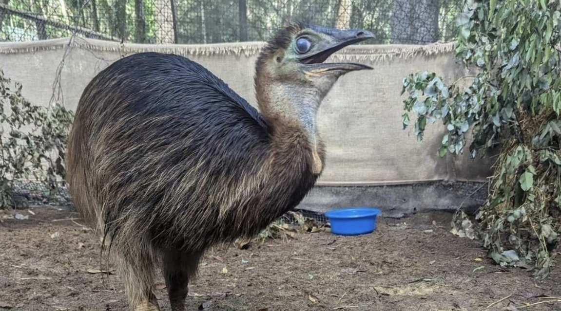 💠A Christmas Miracle: Bunji the Cassowary💠

An orphaned cassowary chick, Bunji, was rescued near Cairns and nursed back to health. Now thriving at David Fleay Wildlife Park, Bunji symbolizes hope for endangered species. 🫶

#WildlifeRescue #Conservation