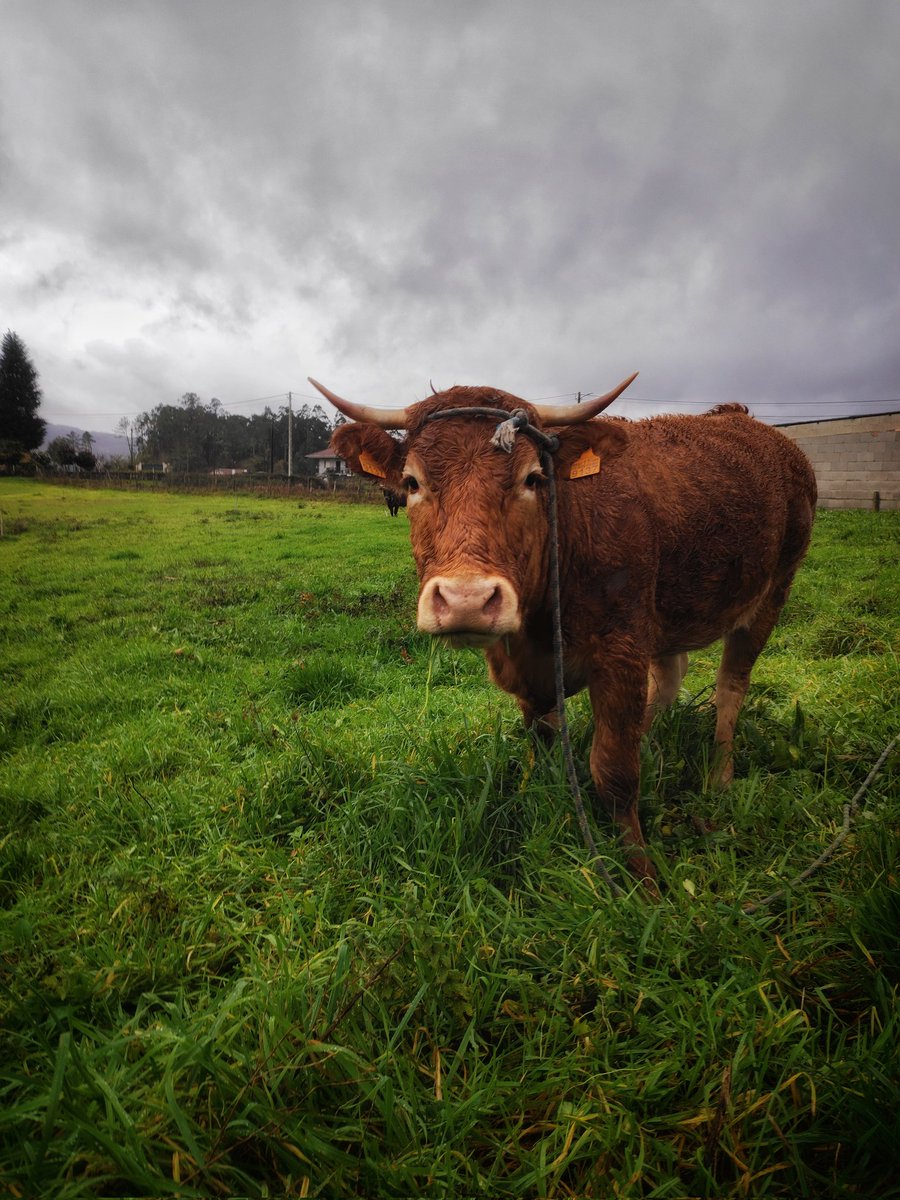 Redmeteo tweet media