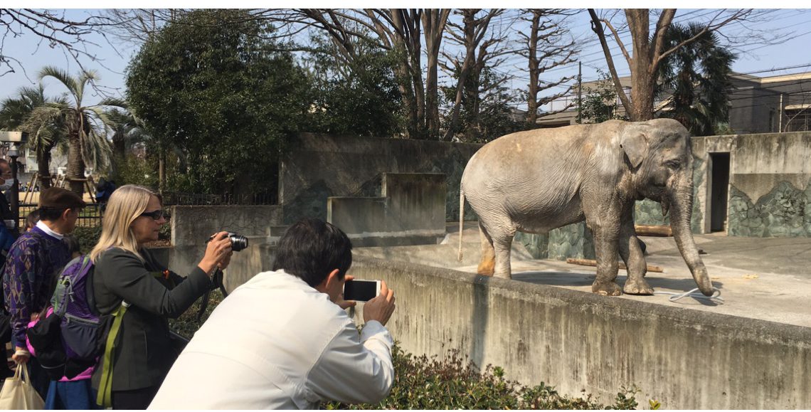 Hanako - The World’s loneliest elephant tweet media