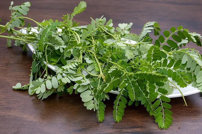 safonyameherbal's tweet photo. Phyllanthus niruri(small leaves, abomaguwakyi, dobisowo) treats; 

🍀Kidney stones 
🍀Gallbladder stones 
🍀Hepatitis B and C
🍀protect the liver and improves its function
🍀Malaria 
🍀low immunity 

Boil the whole plant in water for 20mins and drink 60mls three times daily🫂

For hepatitis B and C take 100mls twice times daily 

For Kidney stones, take 45mls twice daily🤝