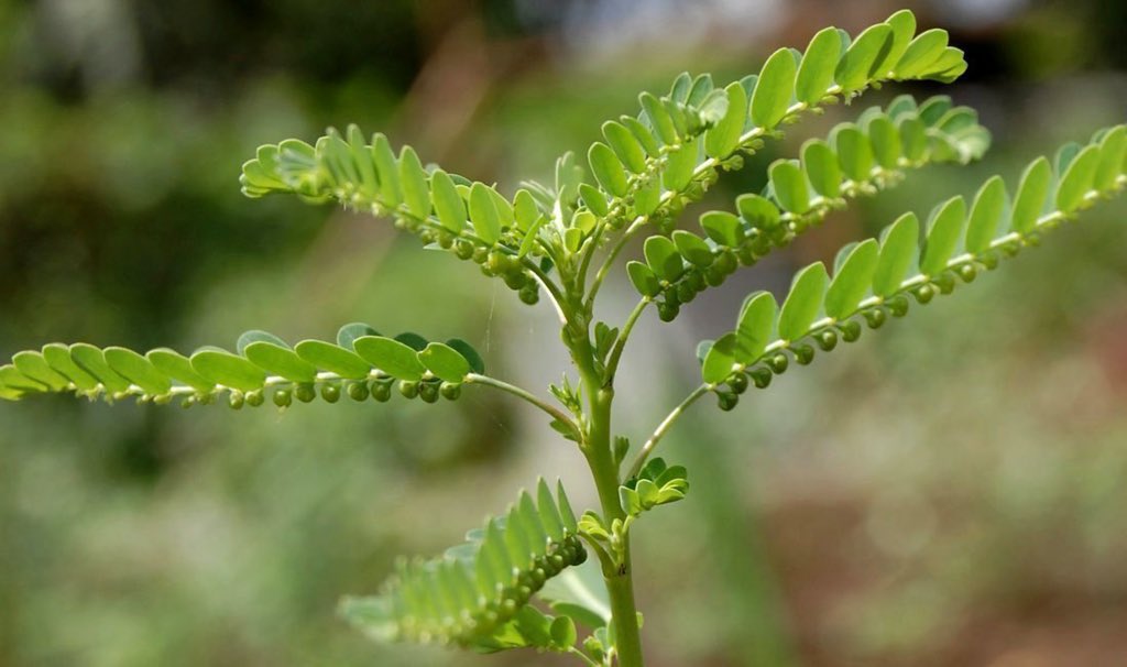 safonyameherbal's tweet photo. Phyllanthus niruri(small leaves, abomaguwakyi, dobisowo) treats; 

🍀Kidney stones 
🍀Gallbladder stones 
🍀Hepatitis B and C
🍀protect the liver and improves its function
🍀Malaria 
🍀low immunity 

Boil the whole plant in water for 20mins and drink 60mls three times daily🫂

For hepatitis B and C take 100mls twice times daily 

For Kidney stones, take 45mls twice daily🤝