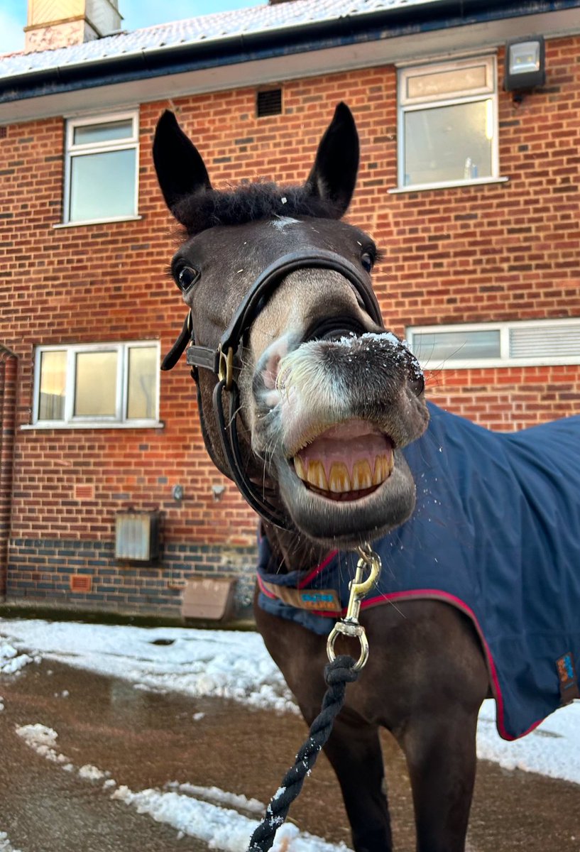 MerPolMounted's tweet image. At least Amber is happy with the snow! 
#StandTall #PHAmber #SnowDay #UKSnow