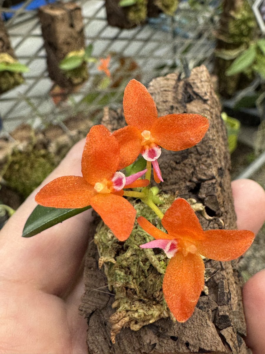 Ceratocentron fesselii 開花して来たよ！めっちゃ可愛い。 長く咲くし