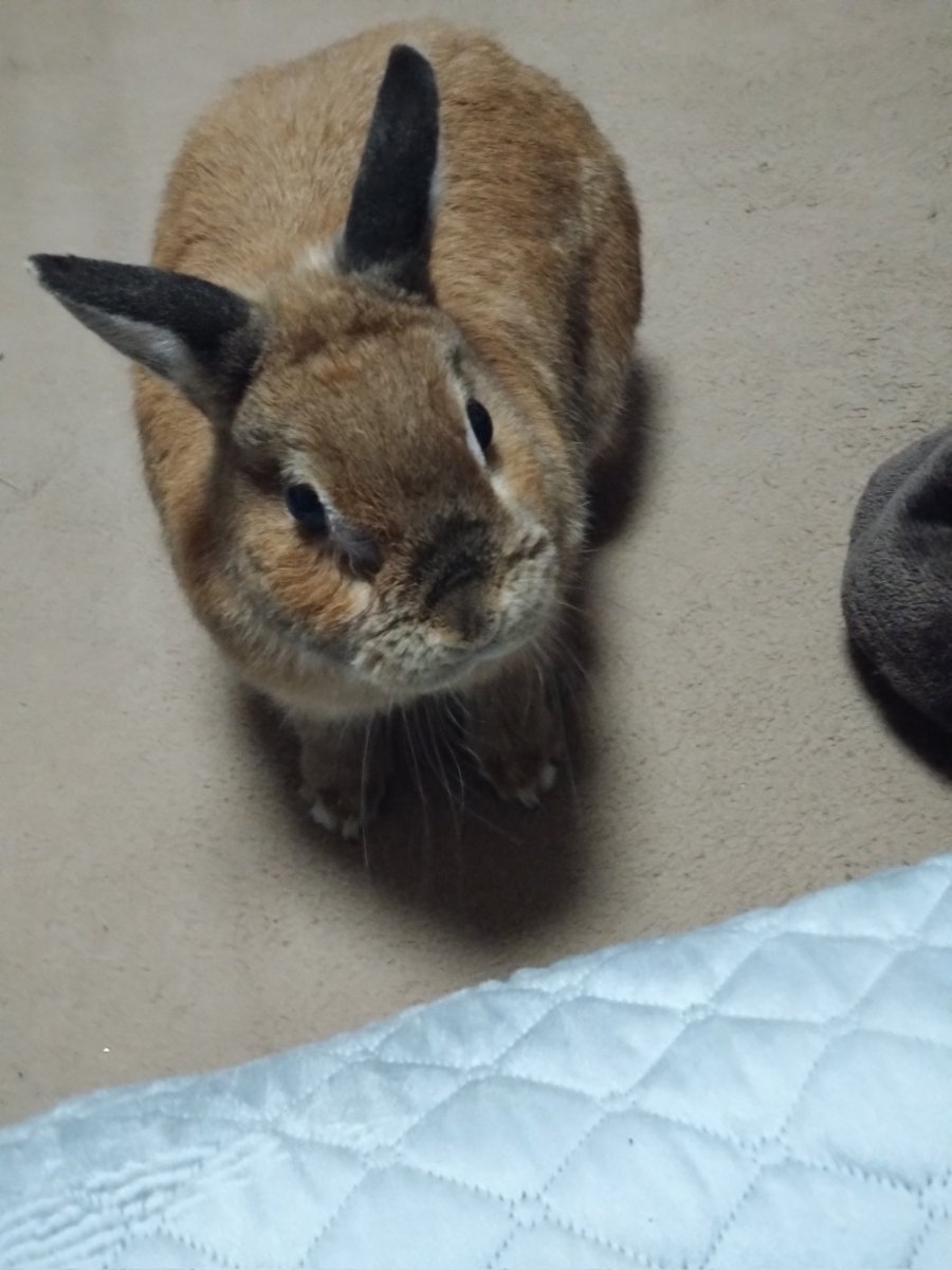キノピオ tweet media