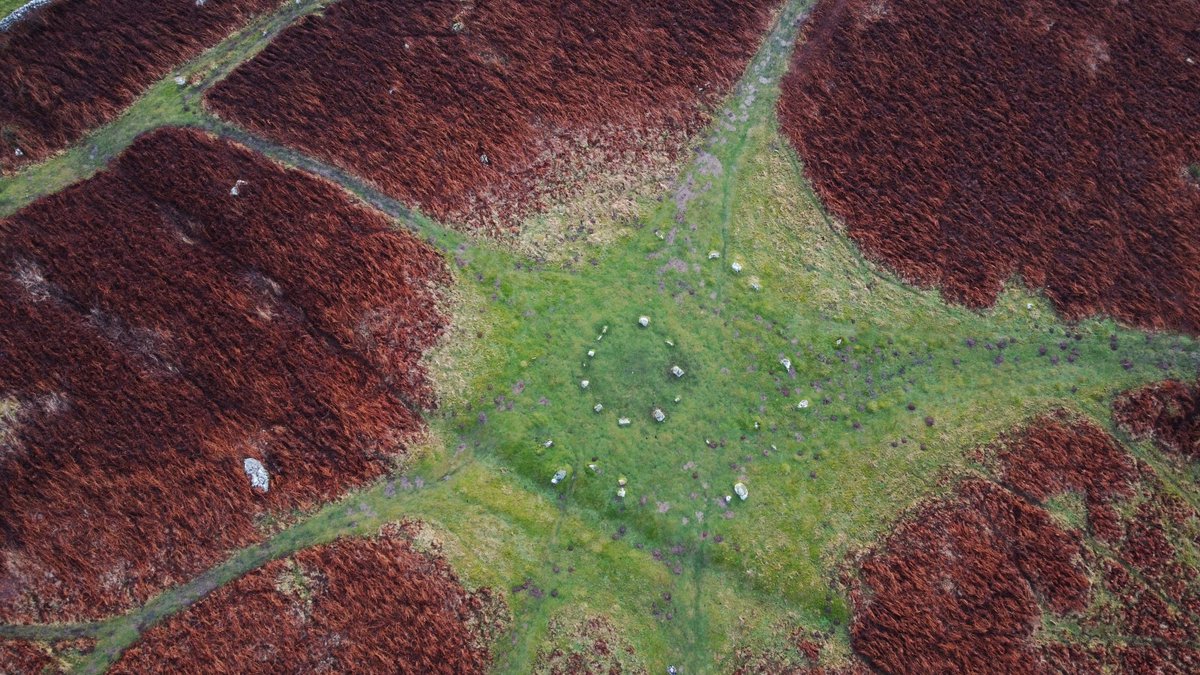 Forest:Archaic Collective tweet media