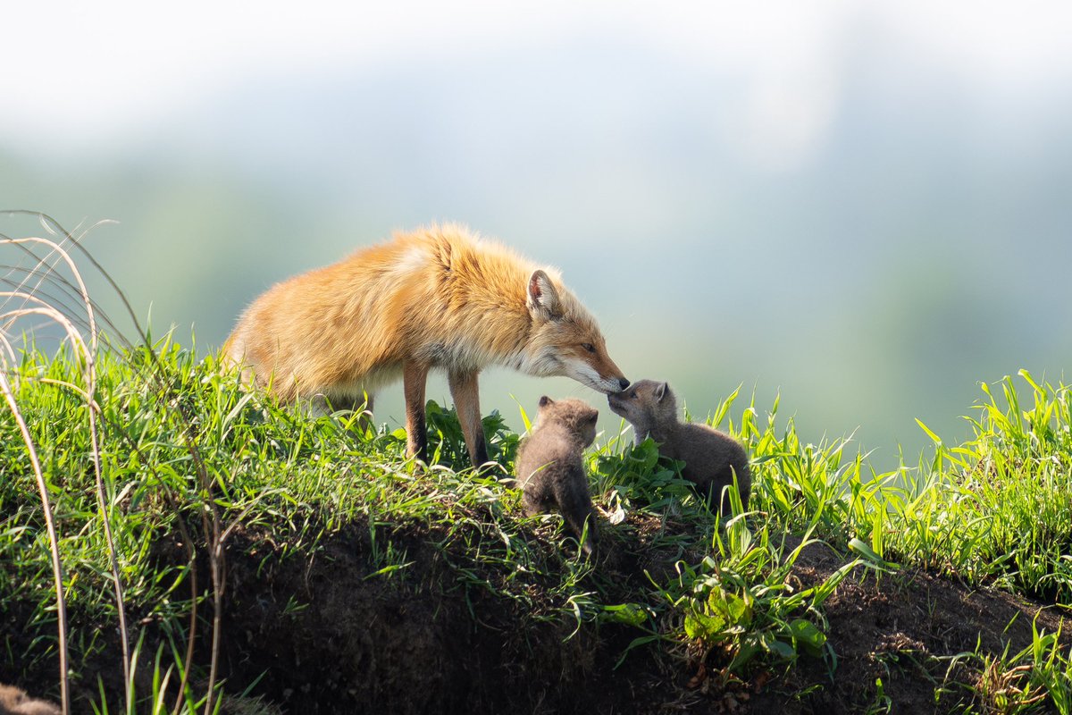 ___satophoto's tweet photo. ㅤㅤㅤㅤㅤㅤㅤ
長崎県から北海道に引っ越して、身近に住む動物たちを記録しています。
ㅤㅤㅤㅤㅤ
たくましく生きるその姿にいつもパワーをもらっています。
ㅤㅤㅤ
仕事はプロの大道芸人です😉
ㅤㅤㅤㅤ
#2025年になったのでフォロワーさんに自己紹介しようぜ https://t.co/RWg8K4a1FV