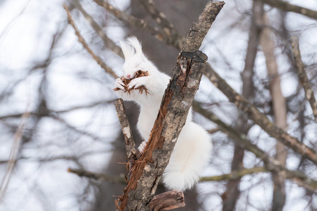 ___satophoto's tweet photo. ㅤㅤㅤㅤㅤㅤㅤ
長崎県から北海道に引っ越して、身近に住む動物たちを記録しています。
ㅤㅤㅤㅤㅤ
たくましく生きるその姿にいつもパワーをもらっています。
ㅤㅤㅤ
仕事はプロの大道芸人です😉
ㅤㅤㅤㅤ
#2025年になったのでフォロワーさんに自己紹介しようぜ https://t.co/RWg8K4a1FV