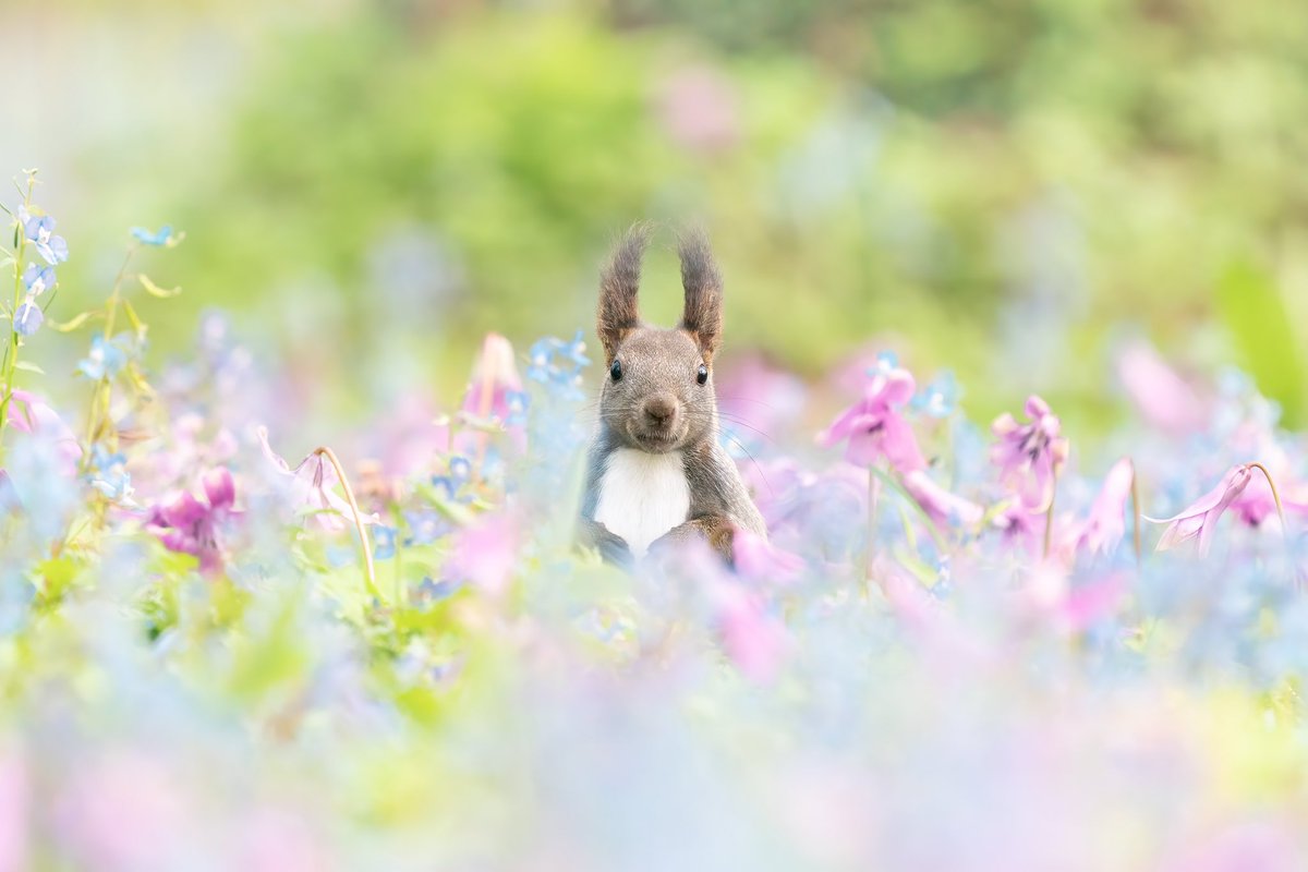___satophoto's tweet photo. ㅤㅤㅤㅤㅤㅤㅤ
長崎県から北海道に引っ越して、身近に住む動物たちを記録しています。
ㅤㅤㅤㅤㅤ
たくましく生きるその姿にいつもパワーをもらっています。
ㅤㅤㅤ
仕事はプロの大道芸人です😉
ㅤㅤㅤㅤ
#2025年になったのでフォロワーさんに自己紹介しようぜ https://t.co/RWg8K4a1FV
