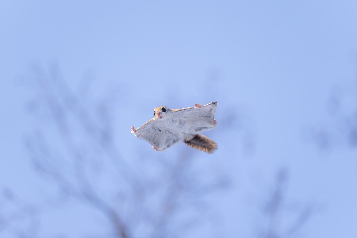 ___satophoto's tweet photo. ㅤㅤㅤㅤㅤㅤㅤ
長崎県から北海道に引っ越して、身近に住む動物たちを記録しています。
ㅤㅤㅤㅤㅤ
たくましく生きるその姿にいつもパワーをもらっています。
ㅤㅤㅤ
仕事はプロの大道芸人です😉
ㅤㅤㅤㅤ
#2025年になったのでフォロワーさんに自己紹介しようぜ https://t.co/RWg8K4a1FV