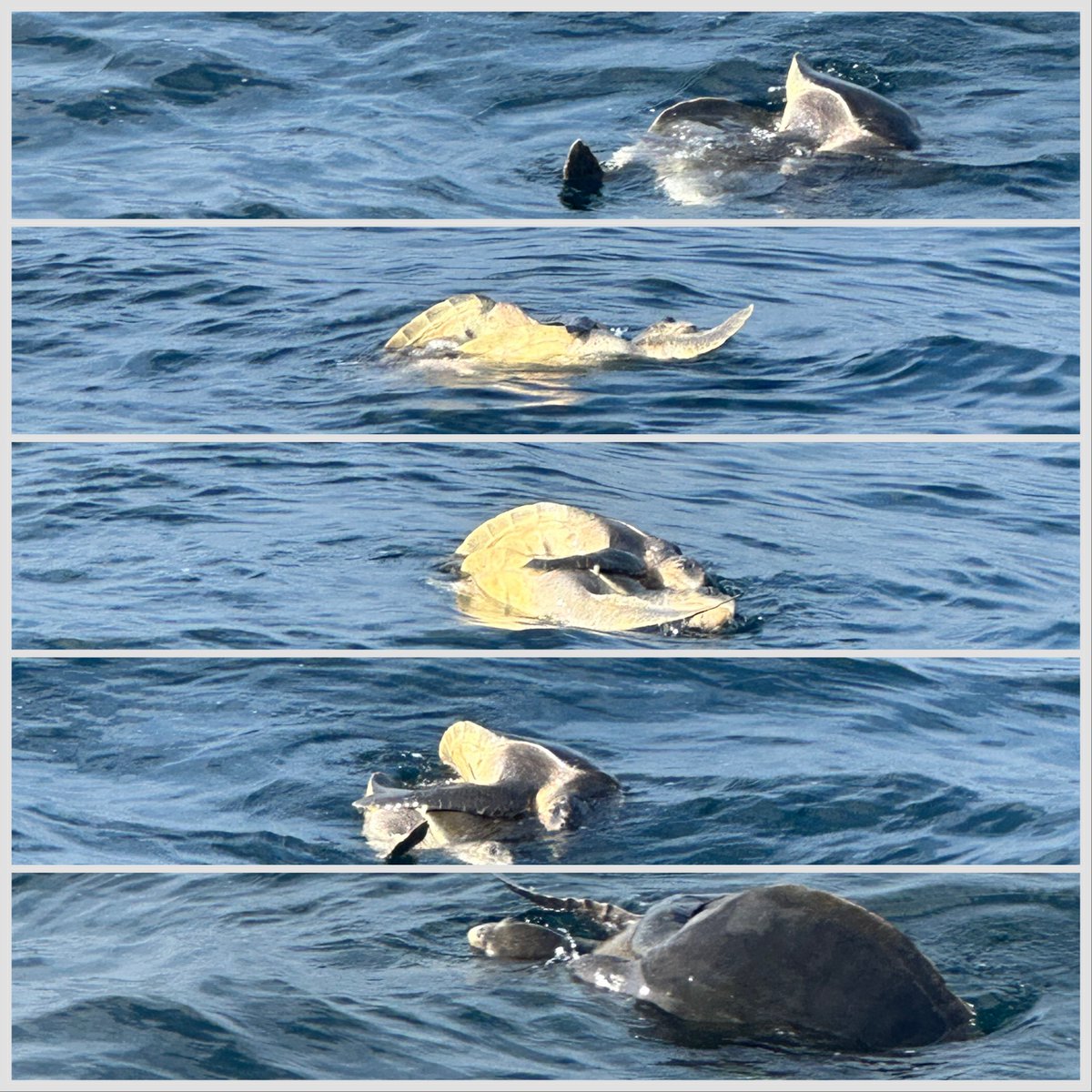 ROYALTmirissa's tweet photo. • Olive ridley sea turtle mating season - December to January 
• A common sight on whale watching trips this year is turtle mating.
+
drop your message to WhatsApp 
+94779127251 

#royaltoursmirissa #mirissa #mirissabeach #mirissasrilanka #whalewatching #turtle #foryou https://t.co/HpdLmU3Eqp