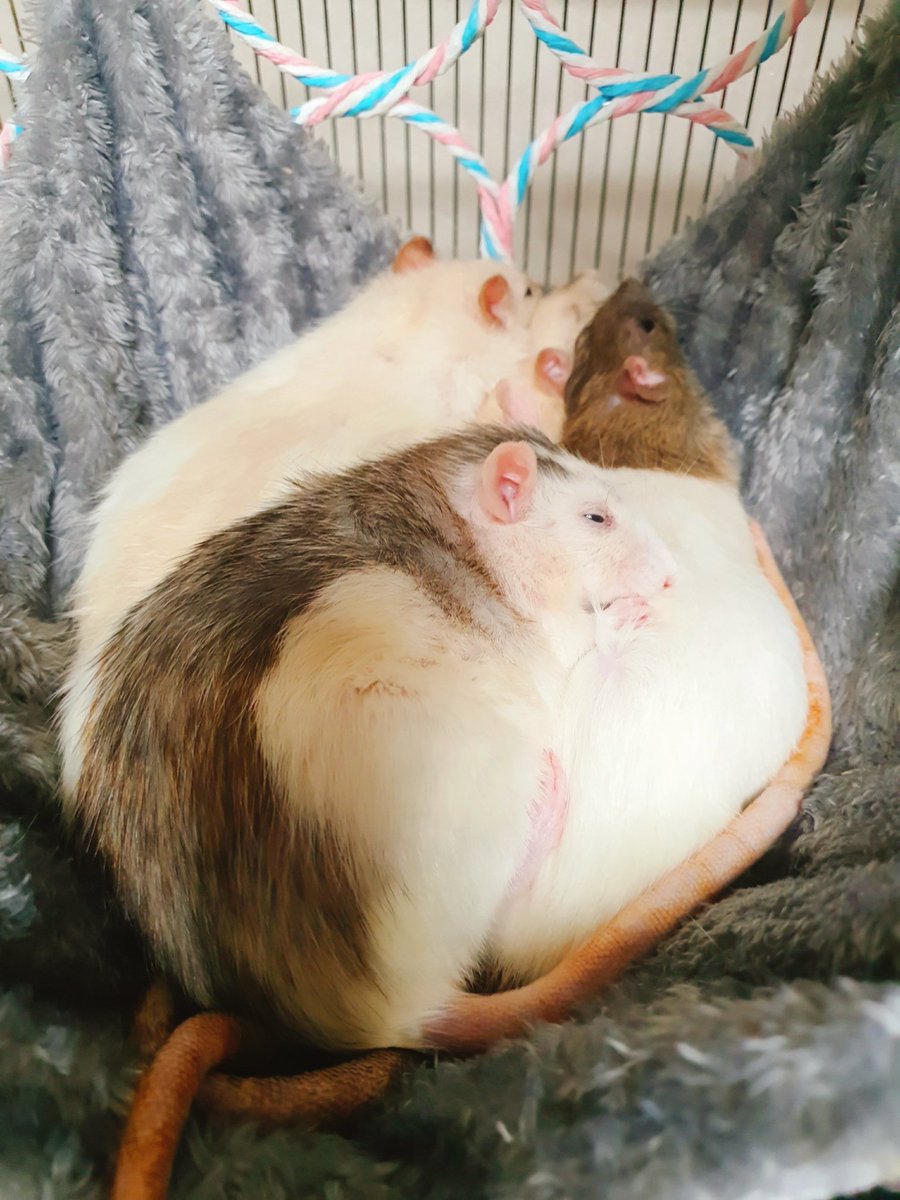 gossine_'s tweet photo. 쥐덩이 https://t.co/8PBh0DiEis