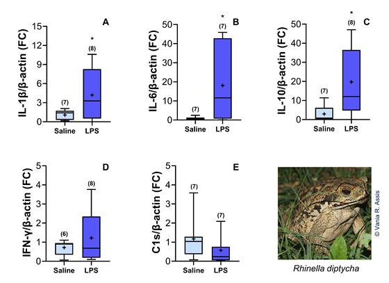 iobjournal@sicb.org (@iobjournal) on Twitter photo Have a great poster talk at #SICB2025 this year <a href="/VaniaRAssis1/">Vania R Assis</a> !
& we hope no one misses out on your other IOB work
#Lipopolysaccharide regulates pro-and anti-inflammatory cytokines, corticosterone, and #melatonin in #toads
LF Ferreira, Assis et al
IOB
doi.org/10.1093/iob/ob… Have a great poster talk at #SICB2025 this year <a href="/VaniaRAssis1/">Vania R Assis</a> !
& we hope no one misses out on your other IOB work
#Lipopolysaccharide regulates pro-and anti-inflammatory cytokines, corticosterone, and #melatonin in #toads
LF Ferreira, Assis et al
IOB
doi.org/10.1093/iob/ob…