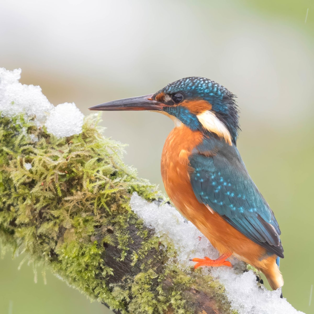 Cold feet?