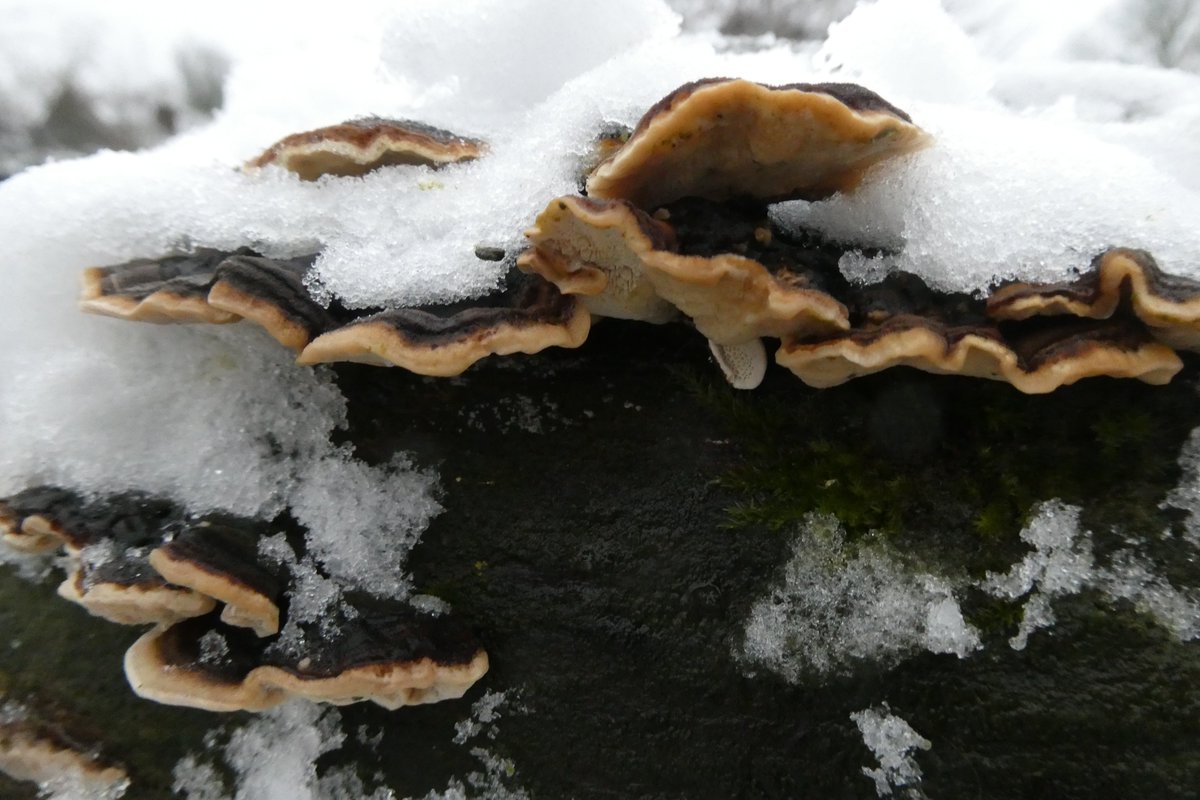 dvanduuren1's tweet photo. Alphabet Challenge

from: @sheenz_m_ 

This Weeks Theme:
- A for Angles - 
❄️🐸

Fungi in the Snow,
this Morning

#AlphabetChallenge #WeekAforAngles #hoeken #photochallenge #inspirational #photographylovers #naturephotography #frogperspective #NatureBeauty 
#snow #sneeuw #KNMI https://t.co/PYdf5RJjod