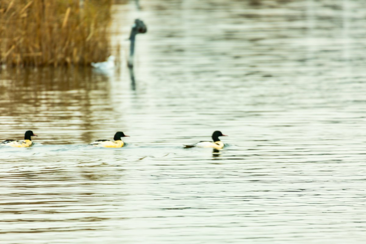 udkantsdroemmer's tweet photo. Birdlife at Maribo lake #udkantsdroemmer #denmark #danmark #lolland #nature #natur #countryfile #smalltownlife #maribo #maribolake #birds #birdlife #birds https://t.co/TYtr6Kr0Cj