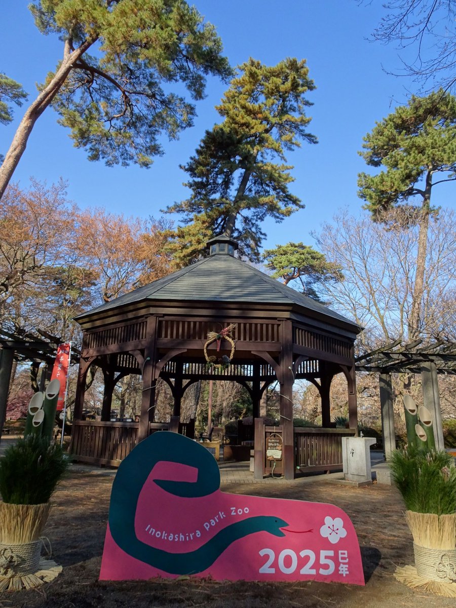 MusashinoShizen's tweet photo. お正月休みの最終日、快晴に恵まれた井の頭公園。
自然文化園には立派なマツの木々を背景に新年の装飾が施されていました。

今年もみなさま健康で、豊かな自然環境を楽しめますように。
実り多き一年になりますよう心からお祈りいたします。

2025年もどうぞよろしくお願いいたします🌲🌳🌲 https://t.co/KwUF1jLrM5