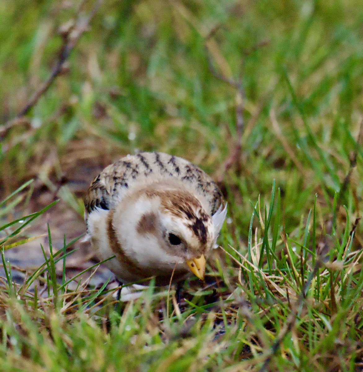 TimTim292's tweet photo. Snow Bunting still present at The LORP Budleigh Salterton @Natures_Voice @ClintonDevon @RareBirdAlertUK @freebirdnewsuk @SEDwildlife @wildeastdevon #SnowBunting #LORP #Devon #BirdSeenIn2025 https://t.co/BwIuOlcUkj