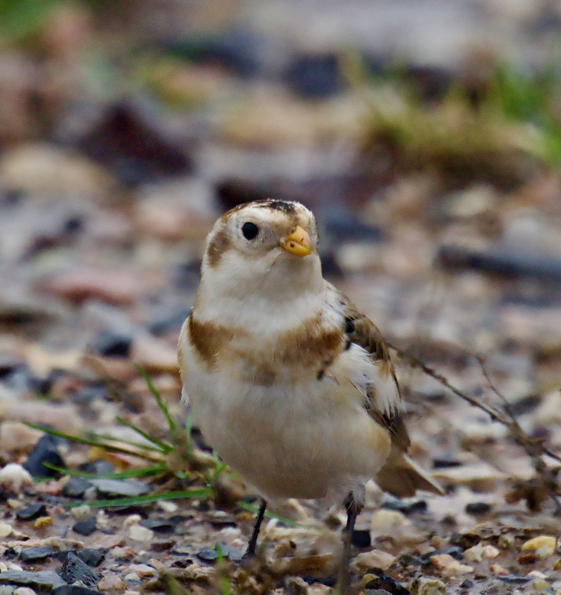 TimTim292's tweet photo. Snow Bunting still present at The LORP Budleigh Salterton @Natures_Voice @ClintonDevon @RareBirdAlertUK @freebirdnewsuk @SEDwildlife @wildeastdevon #SnowBunting #LORP #Devon #BirdSeenIn2025 https://t.co/BwIuOlcUkj