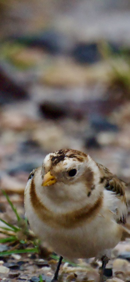 TimTim292's tweet photo. Snow Bunting still present at The LORP Budleigh Salterton @Natures_Voice @ClintonDevon @RareBirdAlertUK @freebirdnewsuk @SEDwildlife @wildeastdevon #SnowBunting #LORP #Devon #BirdSeenIn2025 https://t.co/BwIuOlcUkj