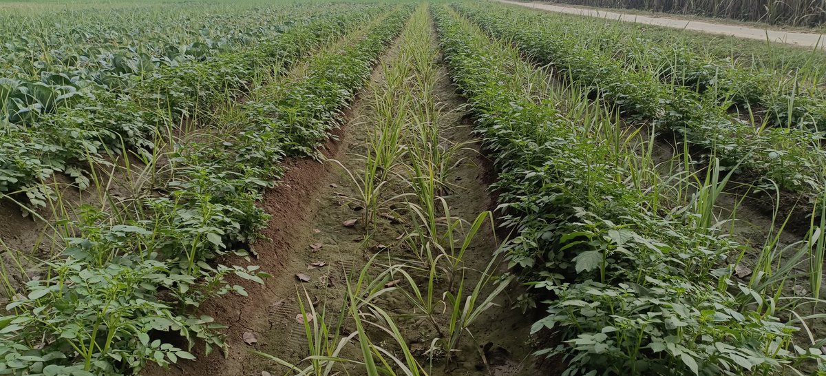 <a href="/upcsr/">UPCSR Shahjahanpur</a> गन्ने के साथ फूलगोभी, पातगोभी और आलू की सहफसली खेती
प्रदर्शन प्लॉट, गन्ना शोध संस्थान शाहजहांपुर