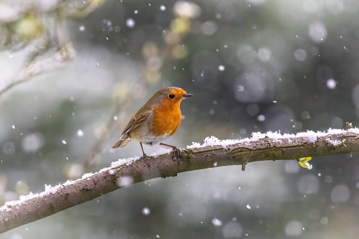 Robin #BirdsOfTwitter