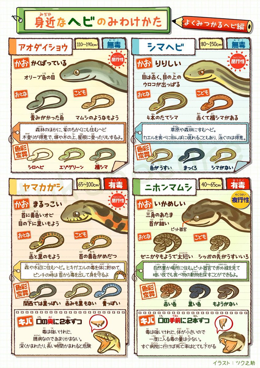 ヘビ年だから、身近なヘビをみわけよう!
(再掲) 