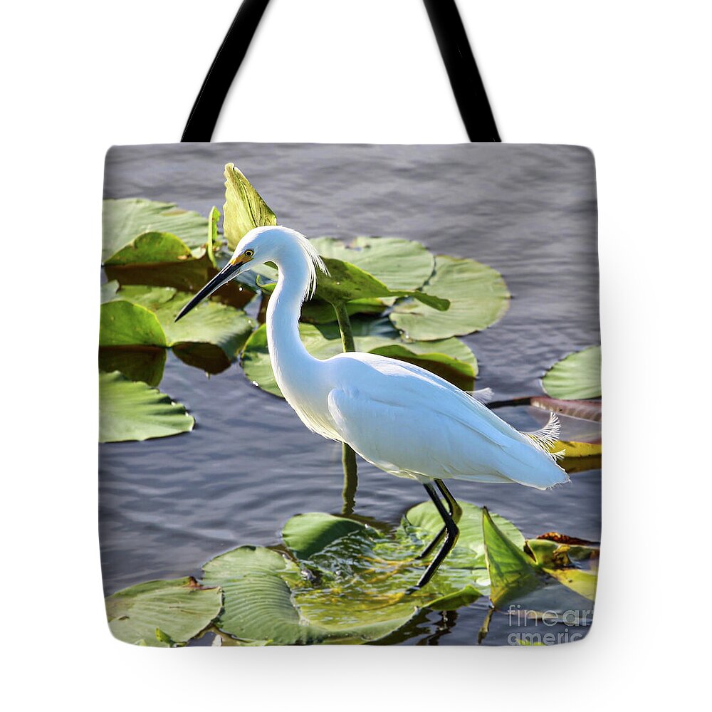 JoanneCarey64's tweet photo. It was such a delight to watch this #snowyegret jump from one lily pad to another at #CeleryFields in #Sarasota #Florida 😀

"Snowy Egret on a Lily Pad" #totebag 🤍💚🤍💚🤍
#birdwatching #photography #wildlifephotography #NatureBeauty #gifts https://t.co/vwSSTPSmCK