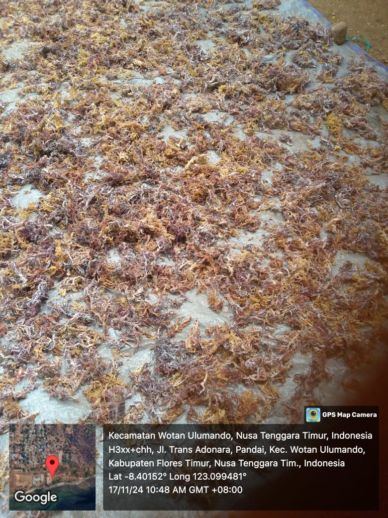 YohMariaVianei's tweet photo. Minggu (17/11/2024), Yoh Maria  Vianei Keni Bolen, Luhkan Flores Timur, di Pokdakan Purat Pure, Desa Pandai, Kec. Wotan Ulumado, mendata produksi rumput laut, sebanyak 25 kg kering, harga Rp. 10.000-20.000/Kg
#GiatLuhkanSatminkalGondol 
#Flotim #Panen https://t.co/o1DWgupNGI
