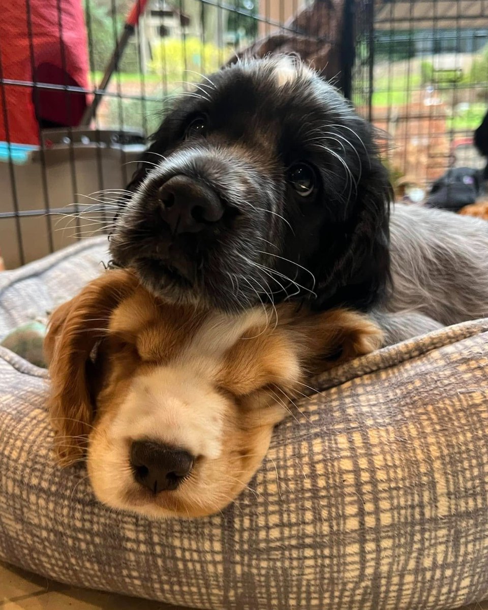 We are looking for volunteers who can help us train the next generation of hearing dogs.

As a volunteer trainer, you’ll look after one of our adorable young dogs for anywhere between 6-18 months, and you'll have full support from a Hearing Dogs Trainer >> ow.ly/8pbW50UyFKc
