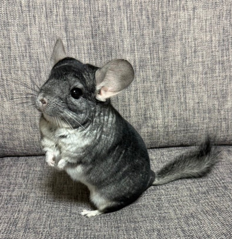 3UX7LKEdlvRVTTK's tweet photo. チンチラの尻尾は長めですよ～ https://t.co/dn3Devr2ye