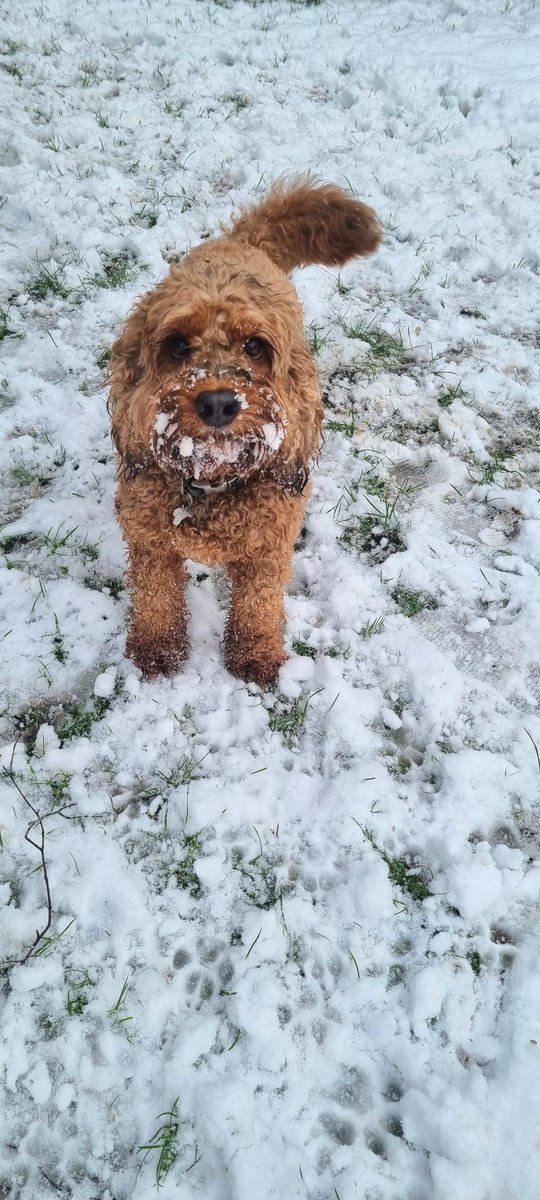Just a dog loving the snow! #snowdog <a href="/TweeetsOfDogs/">Tweets of Dogs</a> <a href="/dogcelebration/">CelebrationOfDogs</a>