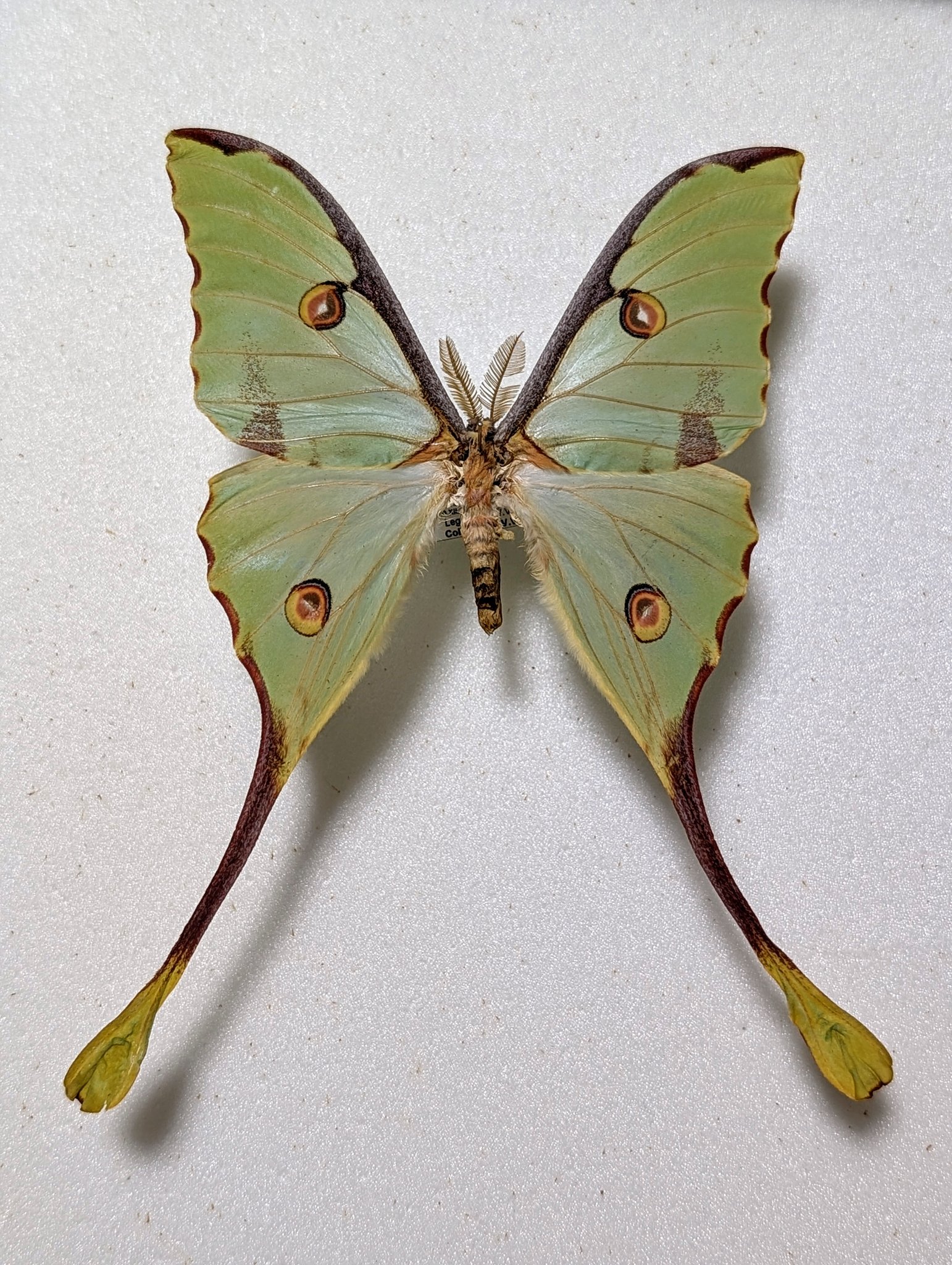 蛾 標本 売れ筋 マダガスカルオナガヤママユ 蝶 標本】マダガスカル
