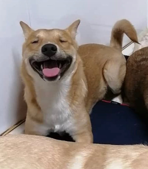 【#里親募集】「mix ♂「エメン太くん」」#東京都 #大田区 - 犬の里親募集(341090) :: ペットのおうち pet-home.jp/dogs/tokyo/pn3… #保護犬 #保護犬を家族に #雑種犬 #中型犬 #中型雑種犬 #犬 #栃木県