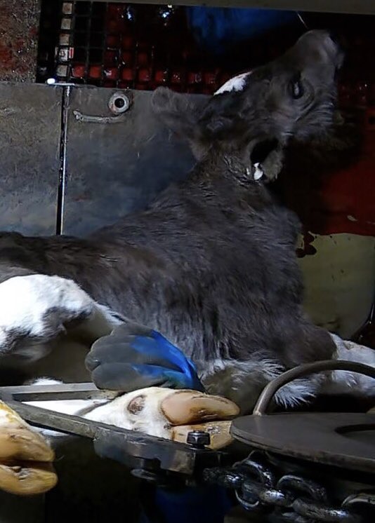 Son_of_Space's tweet photo. A society that can produce a so blatantly oxymoronic phrase like “humane slaughter” &amp; worse, believe it because it conveniently serves their selfish desire to continue consuming the end products of barbarism with impunity, is a society that has shut down its cognitive faculties. https://t.co/TtJQkIIxGD