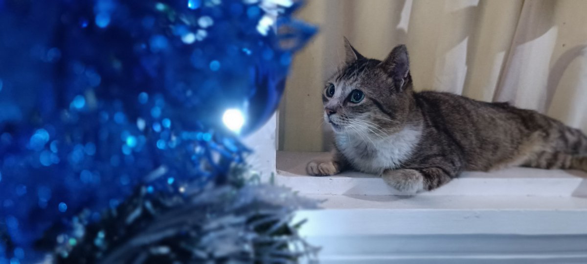 cydelfino's tweet photo. Our Putol is staring at the Christmas tree. 😍

#CatsOfTwitter 
#Cat https://t.co/2SfmADNK4z