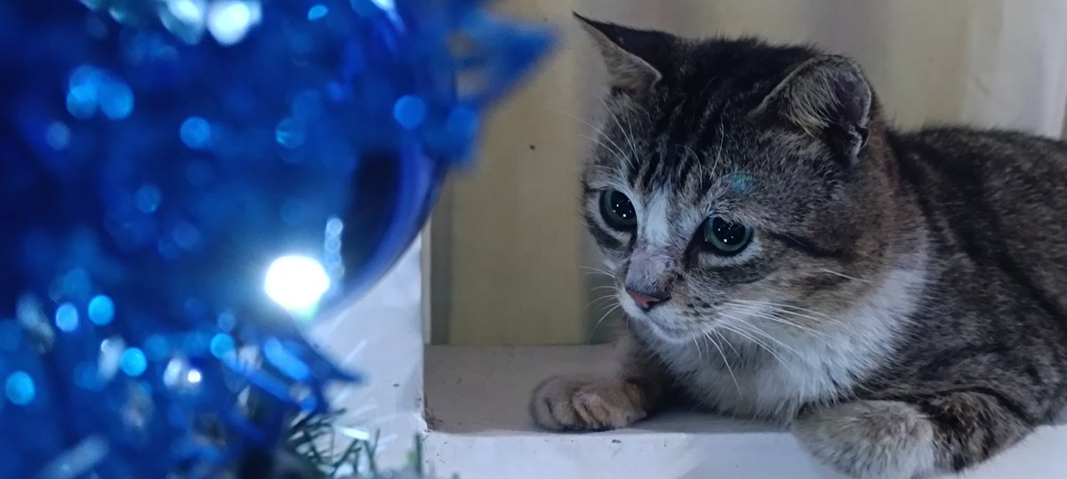cydelfino's tweet photo. Our Putol is staring at the Christmas tree. 😍

#CatsOfTwitter 
#Cat https://t.co/2SfmADNK4z