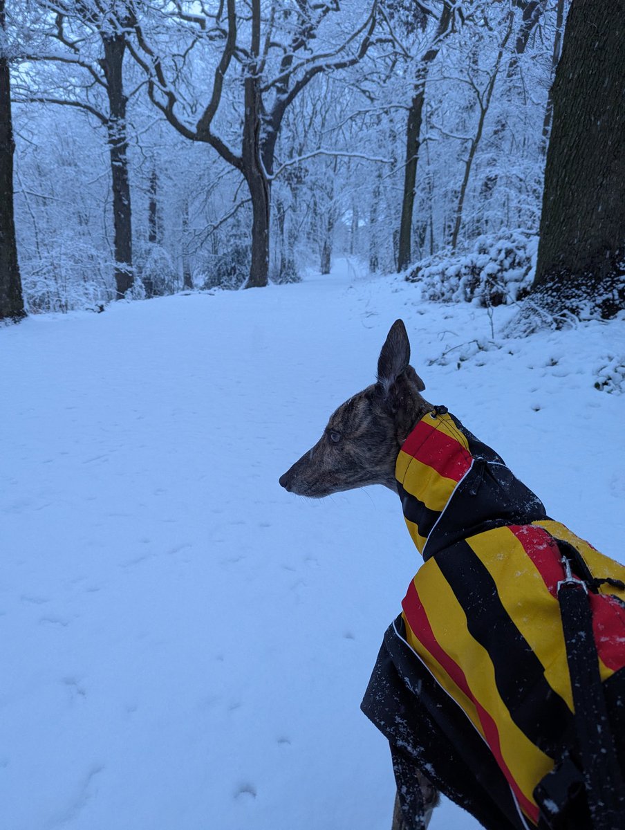 6ftKerplunk's tweet photo. @Hudsonweather Gipton Wood was looking nice this morning. https://t.co/0A6RTlUOAW