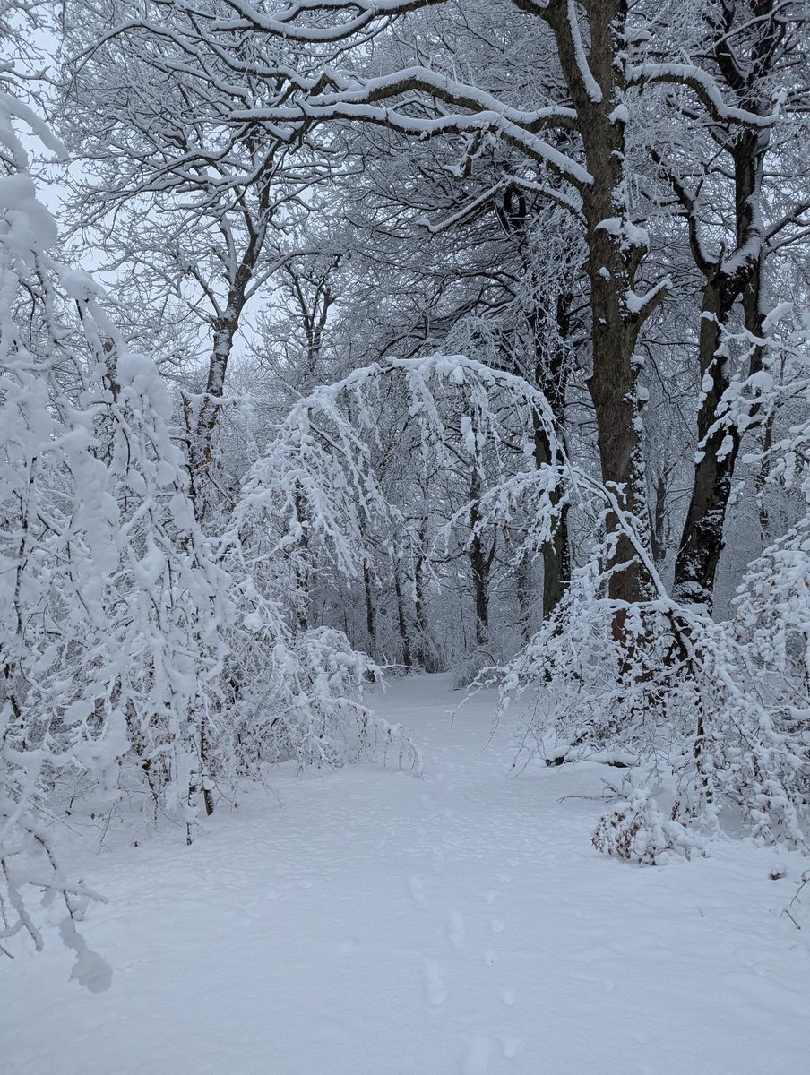 6ftKerplunk's tweet photo. @Hudsonweather Gipton Wood was looking nice this morning. https://t.co/0A6RTlUOAW