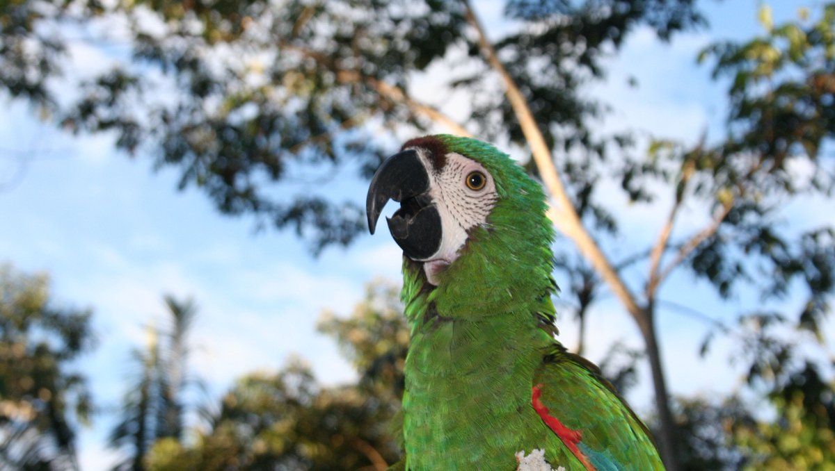 CampsInt's tweet photo. Happy National Bird Day! π¦©
Created in 2002 by the Avian Welfare Coalition, this day raises awareness for bird welfare & habitat protection. π¦
On our expeditions, spot amazing birds; Ostriches in Africa, Toucans in Costa Rica & Macaws in Peru! β€οΈ
#NationalBirdDay #CampsEffect https://t.co/gmu6hec0wJ