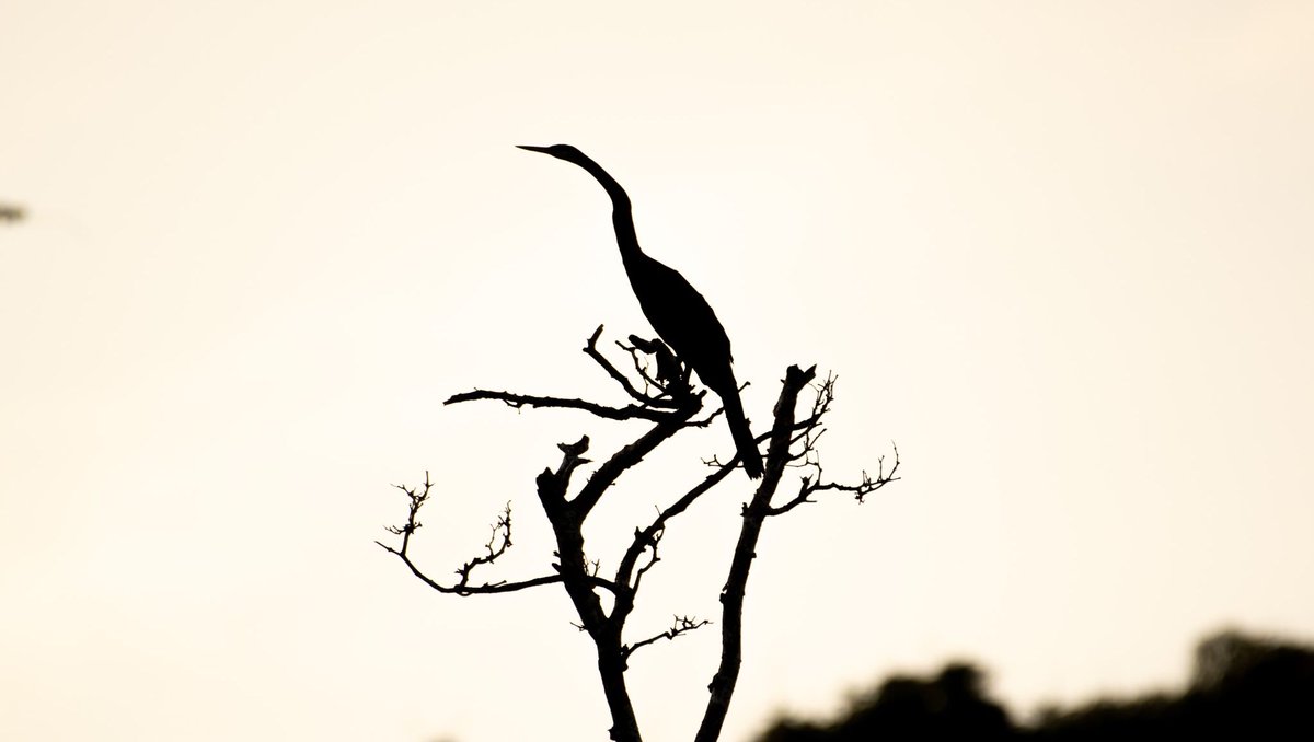 CampsInt's tweet photo. Happy National Bird Day! π¦©
Created in 2002 by the Avian Welfare Coalition, this day raises awareness for bird welfare & habitat protection. π¦
On our expeditions, spot amazing birds; Ostriches in Africa, Toucans in Costa Rica & Macaws in Peru! β€οΈ
#NationalBirdDay #CampsEffect https://t.co/gmu6hec0wJ