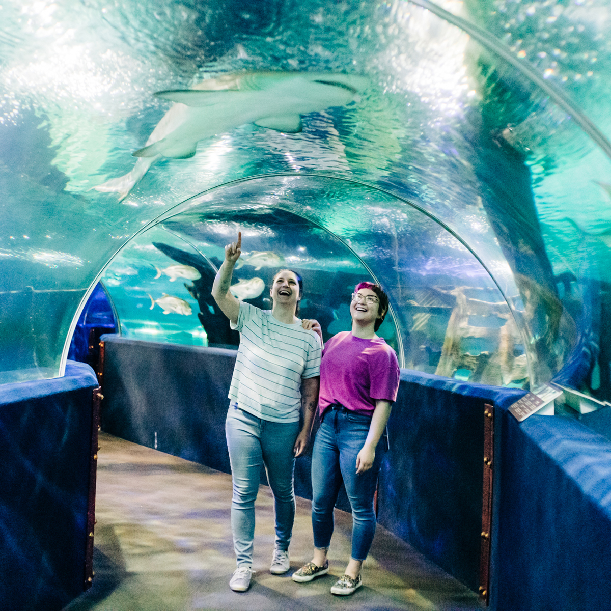 cleaquarium's tweet photo. π¦ It's a bird. It's a plane. No . . . it's a sandtiger shark swimming overhead in the seatube!
Looking for a fun adventure in #cleveland? Stop by anytime Monday - Friday, 10am - 5pm.
#natureiscurious #shark #thingstodoincleveland #inthecle #thisiscle #cleaquarium https://t.co/29fP922WTJ