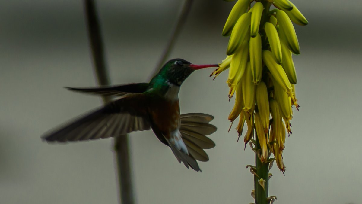 CampsInt's tweet photo. Happy National Bird Day! π¦©
Created in 2002 by the Avian Welfare Coalition, this day raises awareness for bird welfare & habitat protection. π¦
On our expeditions, spot amazing birds; Ostriches in Africa, Toucans in Costa Rica & Macaws in Peru! β€οΈ
#NationalBirdDay #CampsEffect https://t.co/gmu6hec0wJ