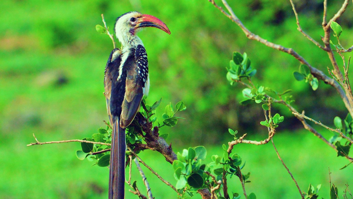 CampsInt's tweet photo. Happy National Bird Day! π¦©
Created in 2002 by the Avian Welfare Coalition, this day raises awareness for bird welfare & habitat protection. π¦
On our expeditions, spot amazing birds; Ostriches in Africa, Toucans in Costa Rica & Macaws in Peru! β€οΈ
#NationalBirdDay #CampsEffect https://t.co/gmu6hec0wJ