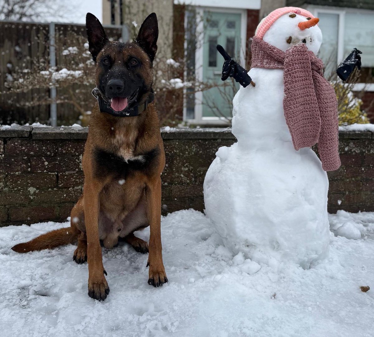 We hope everyone is enjoying the snow as much as PD Quake ⛄️