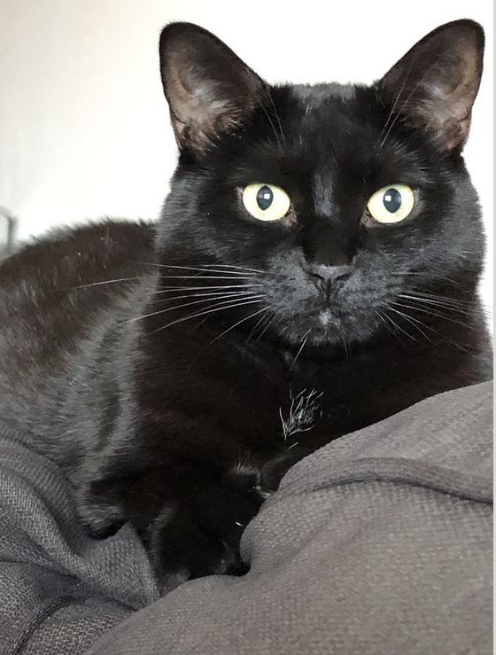 ReasonableAssumption (@davidlochhead1) on Twitter photo <a href="/AMAZlNGNATURE/">Nature is Amazing โ๏ธ</a> That and a lowered tail is telling you to back the hell away lol. My cat while much smaller even does the head lowering while keeping her eyes locked on mine when I piss her off.
Charlotte is a princess not to be trifled with lol. <a href="/AMAZlNGNATURE/">Nature is Amazing โ๏ธ</a> That and a lowered tail is telling you to back the hell away lol. My cat while much smaller even does the head lowering while keeping her eyes locked on mine when I piss her off.
Charlotte is a princess not to be trifled with lol.