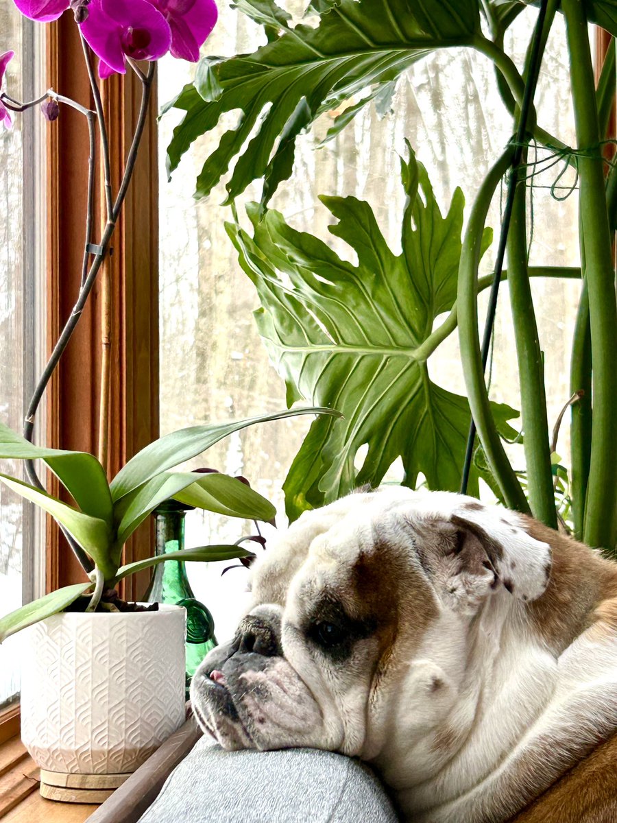 Cleopatra the English Bulldog tweet media