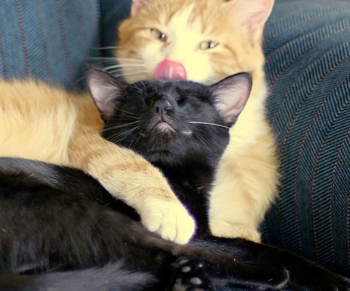 Kitty archives ♡ (@puppierz) on Twitter photo 