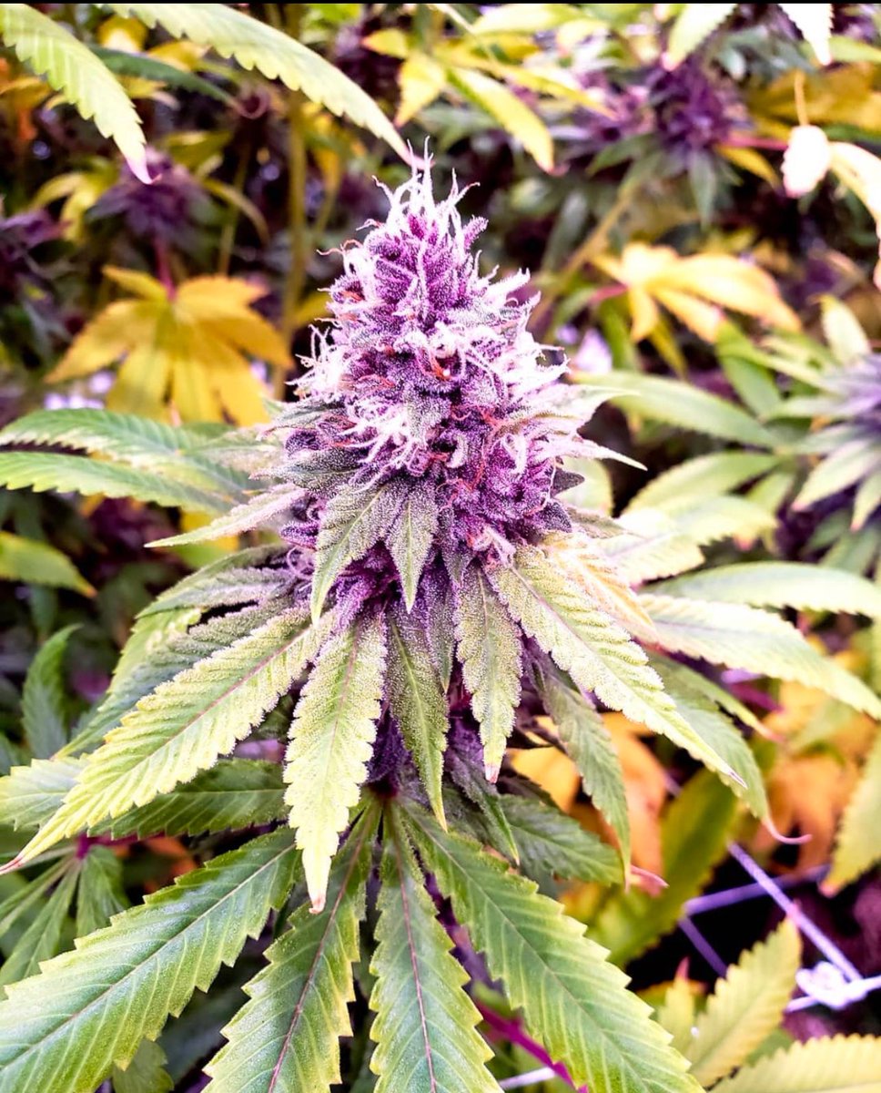 crockett family farms tweet media